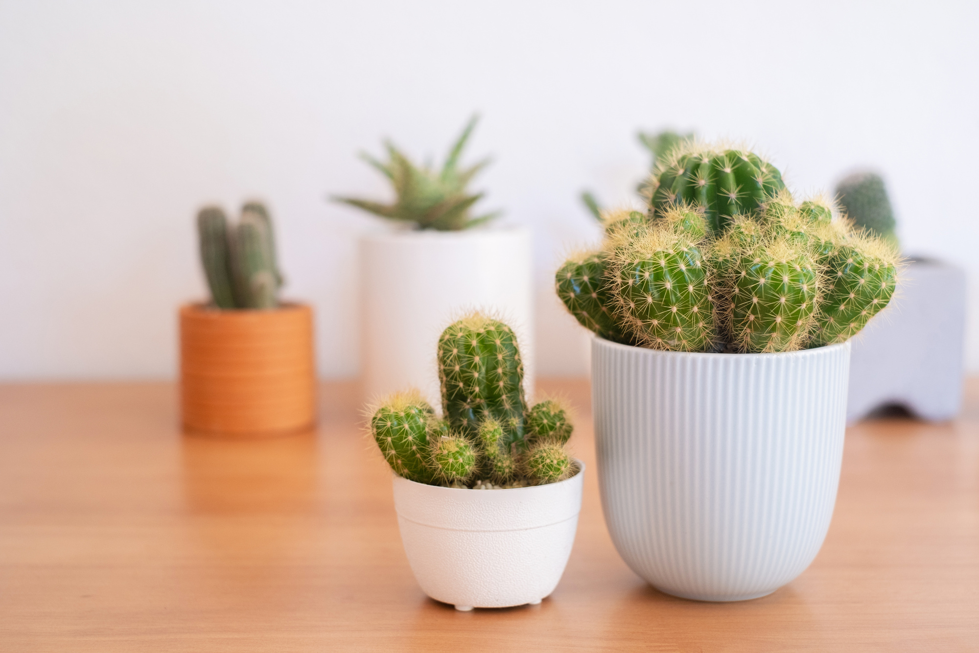 Cacti in Pots